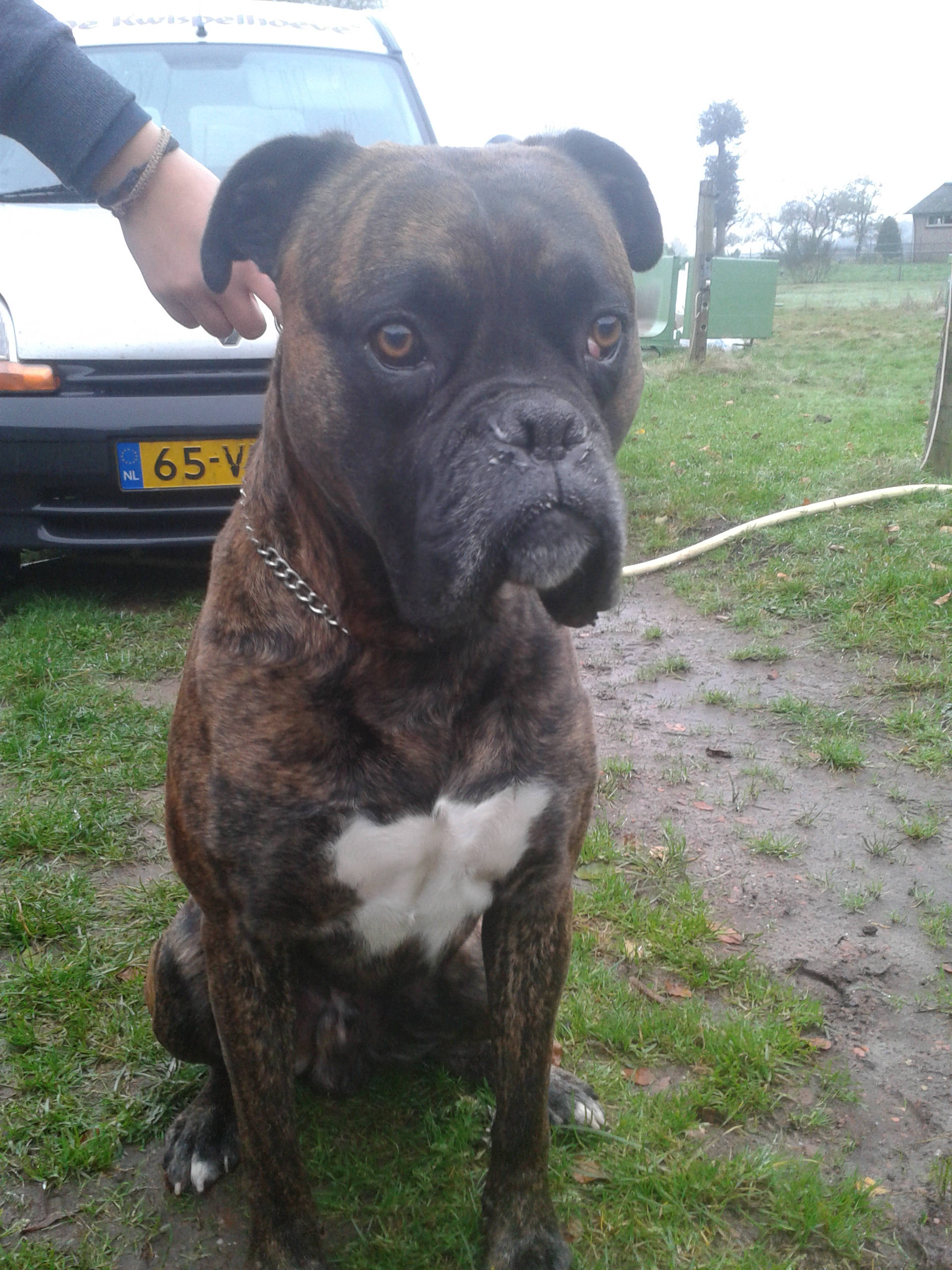 Boet